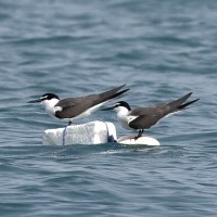 Bridled Tern